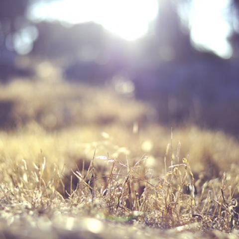 image grass_hr_0003-jpg