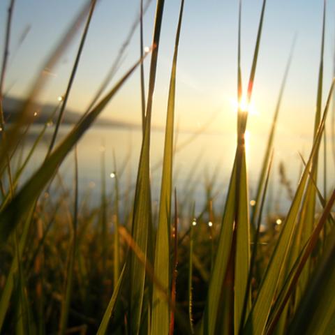 image grass_hr_0004-jpg
