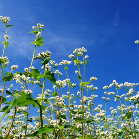 image grass_lr_0001-jpg