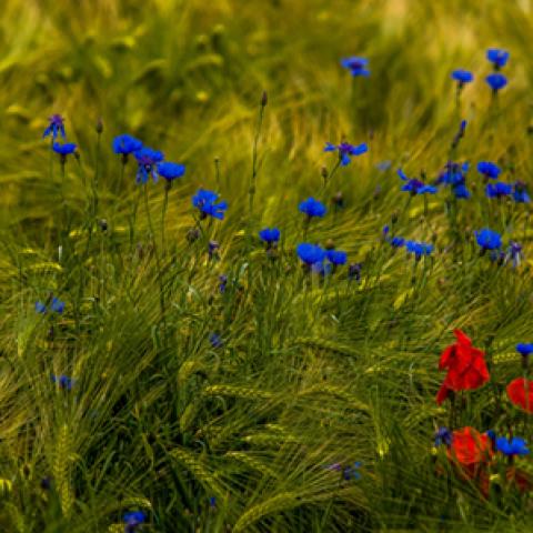 image grass_lr_0002-jpg