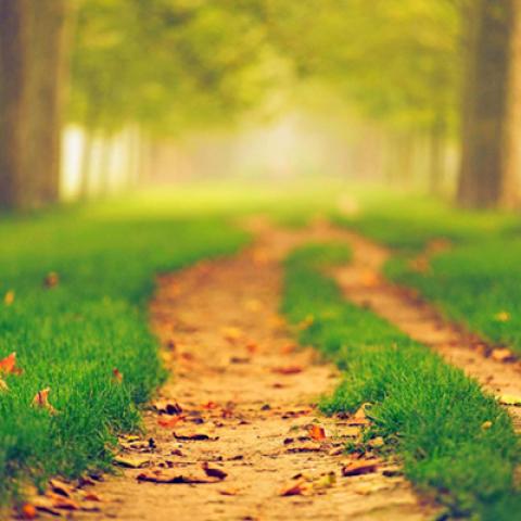 image grass_lr_0003-jpg