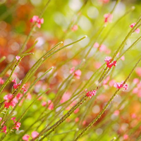 image grass_lr_0004-jpg