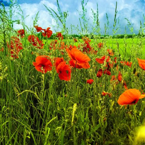 image grass_lr_0005-jpg