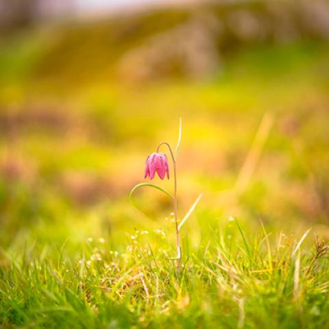 image grass_lr_0006-jpg