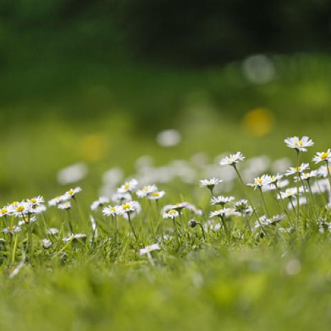 image grass_lr_0007-jpg