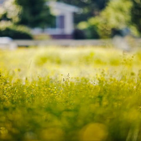 image grass_lr_0008-jpg