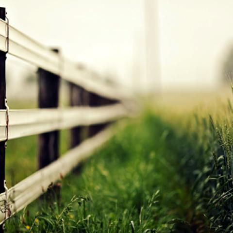 image grass_lr_0009-jpg