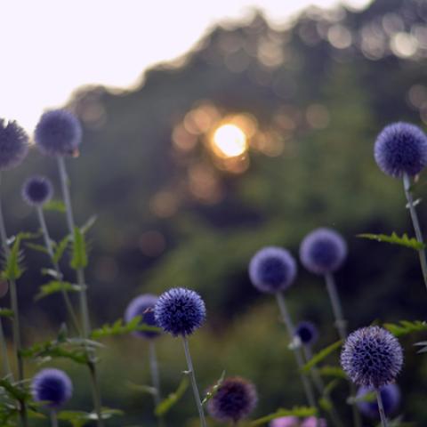 image grass_lr_0010-jpg