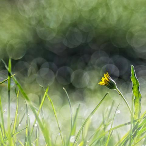 image grass_lr_0011-jpg