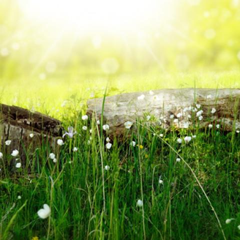 image grass_lr_0012-jpg