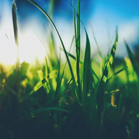 image grass_lr_0013-jpg