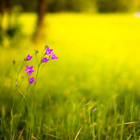 image grass_lr_0014-jpg