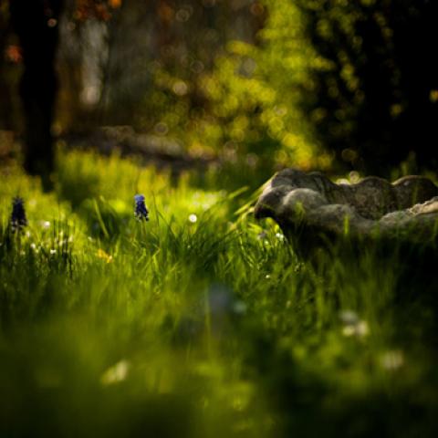 image grass_lr_0015-jpg