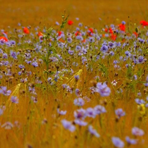 image grass_lr_0017-jpg