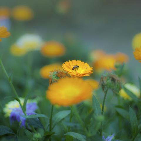 image grass_lr_0018-jpg