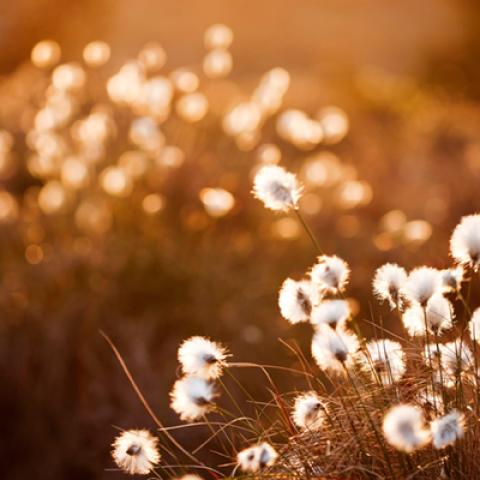 image grass_lr_0020-jpg