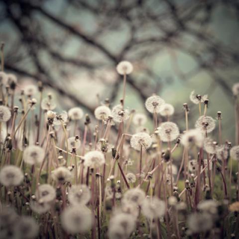 image grass_lr_0022-jpg