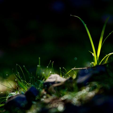 image grass_lr_0023-jpg