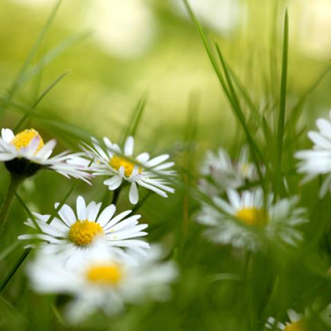 image grass_lr_0024-jpg