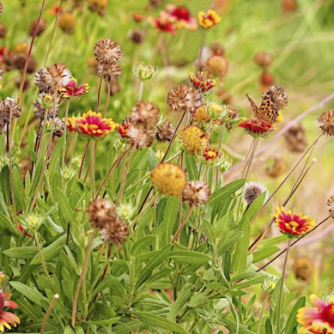 image grass_lr_0025-jpg