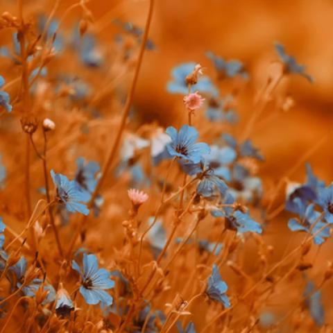 image grass_lr_0026-jpg