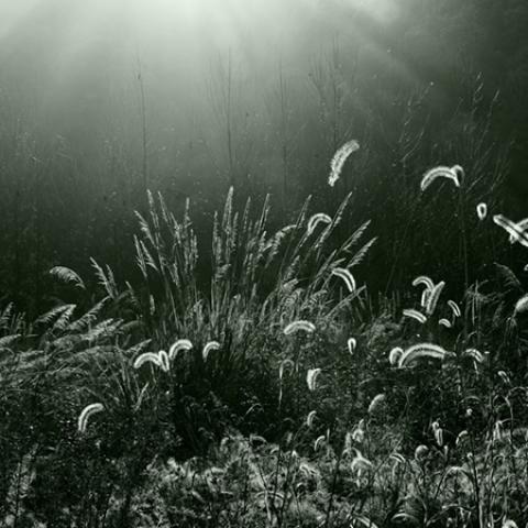 image grass_lr_0027-jpg