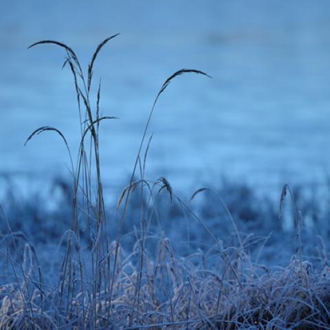image grass_lr_0028-jpg