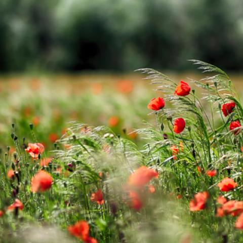 image grass_lr_0029-jpg