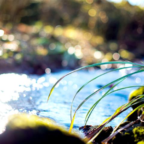 image grass_lr_0030-jpg
