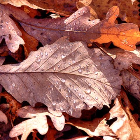 image leaves_hr_0001-jpg