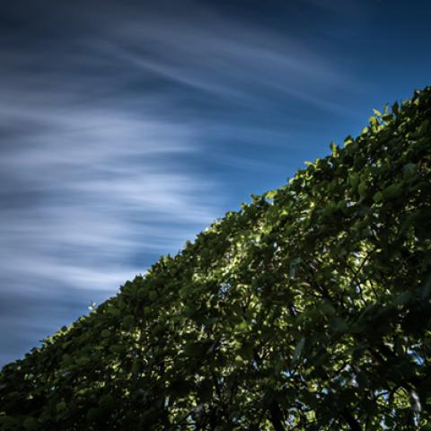 image leaves_hr_0003-jpg