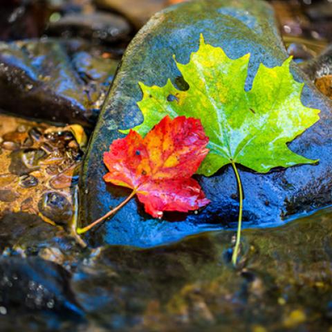 image leaves_hr_0004-jpg