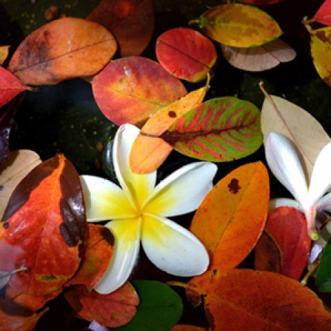 image leaves_hr_0005-jpg