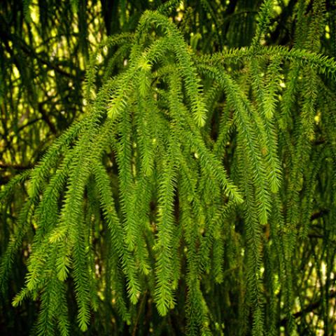 image leaves_hr_0006-jpg