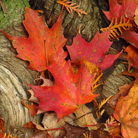 image leaves_hr_0007-jpg