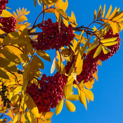image leaves_hr_0008-jpg