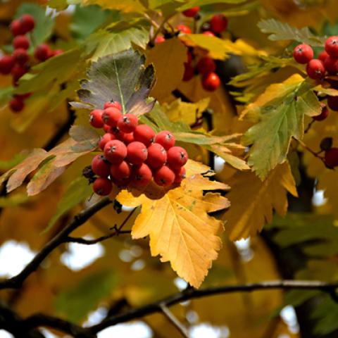 image leaves_hr_0010-jpg
