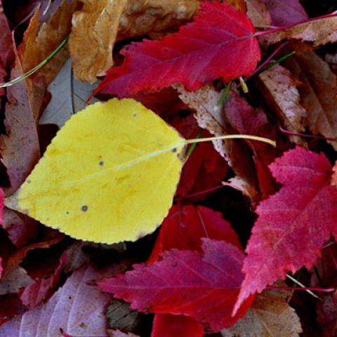 image leaves_hr_0011-jpg