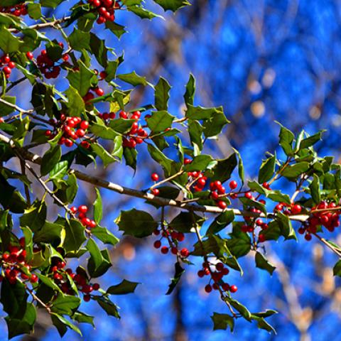 image leaves_hr_0014-jpg