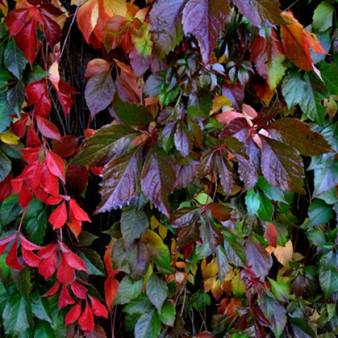image leaves_hr_0015-jpg