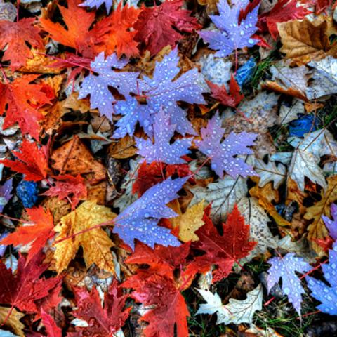 image leaves_hr_0016-jpg