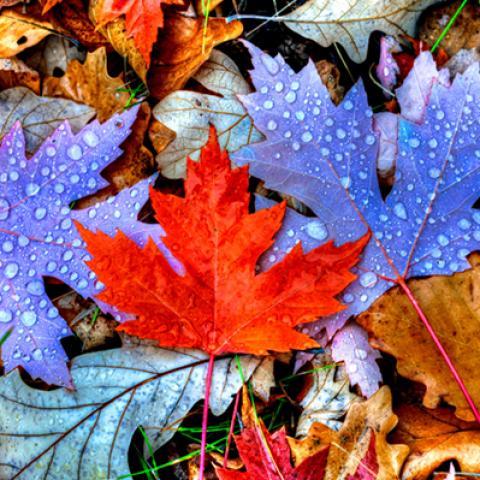 image leaves_hr_0017-jpg