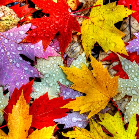 image leaves_hr_0018-jpg