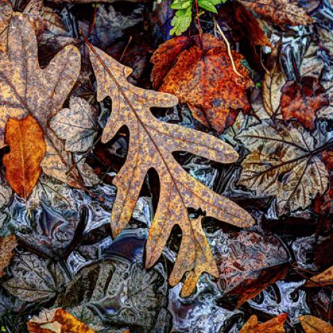 image leaves_hr_0020-jpg