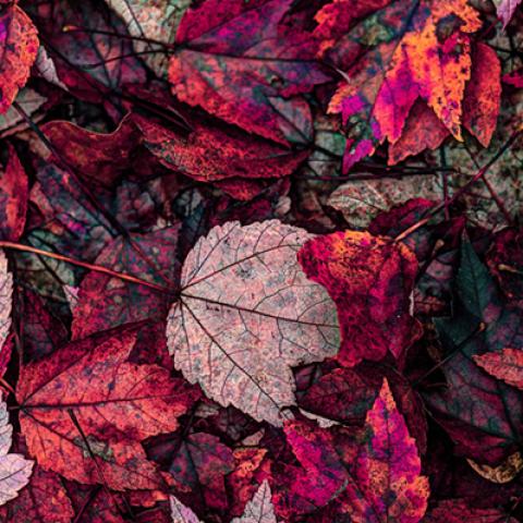 image leaves_hr_0021-jpg