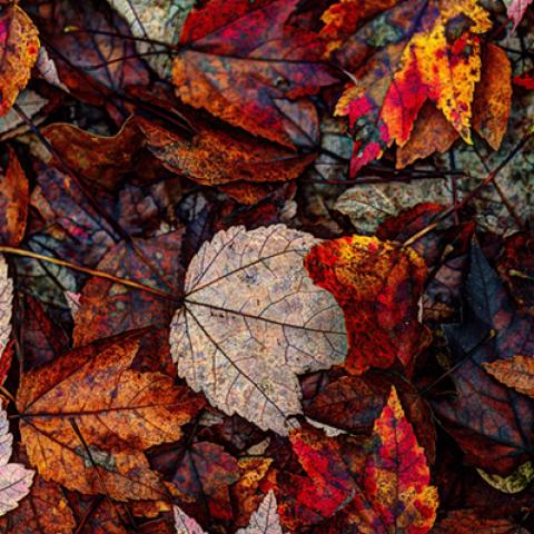 image leaves_hr_0022-jpg