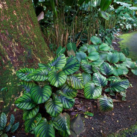 image leaves_hr_0023-jpg