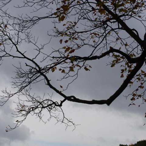 image leaves_hr_0024-jpg