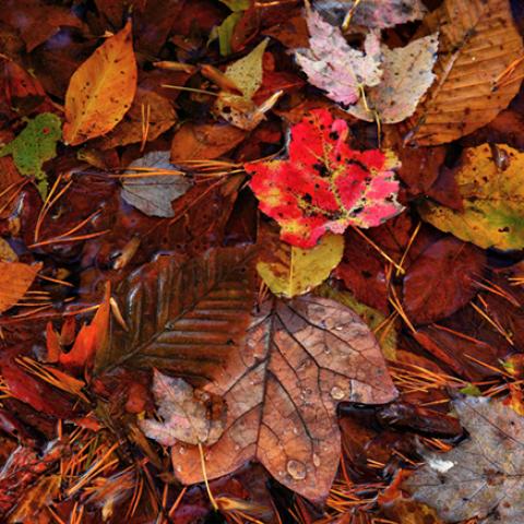 image leaves_hr_0025-jpg
