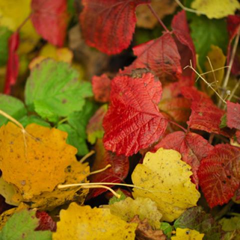 image leaves_hr_0026-jpg